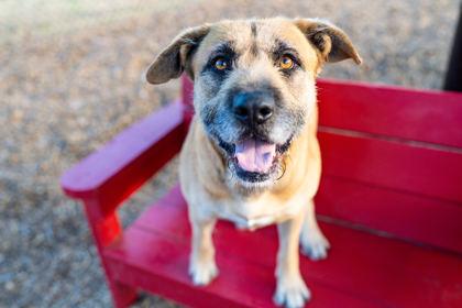 Golden Freddy — thumbnail 2