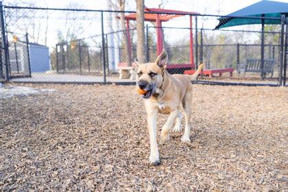 Golden Freddy, a Adoptable mixed breed in Carrollton, TX image 3/3