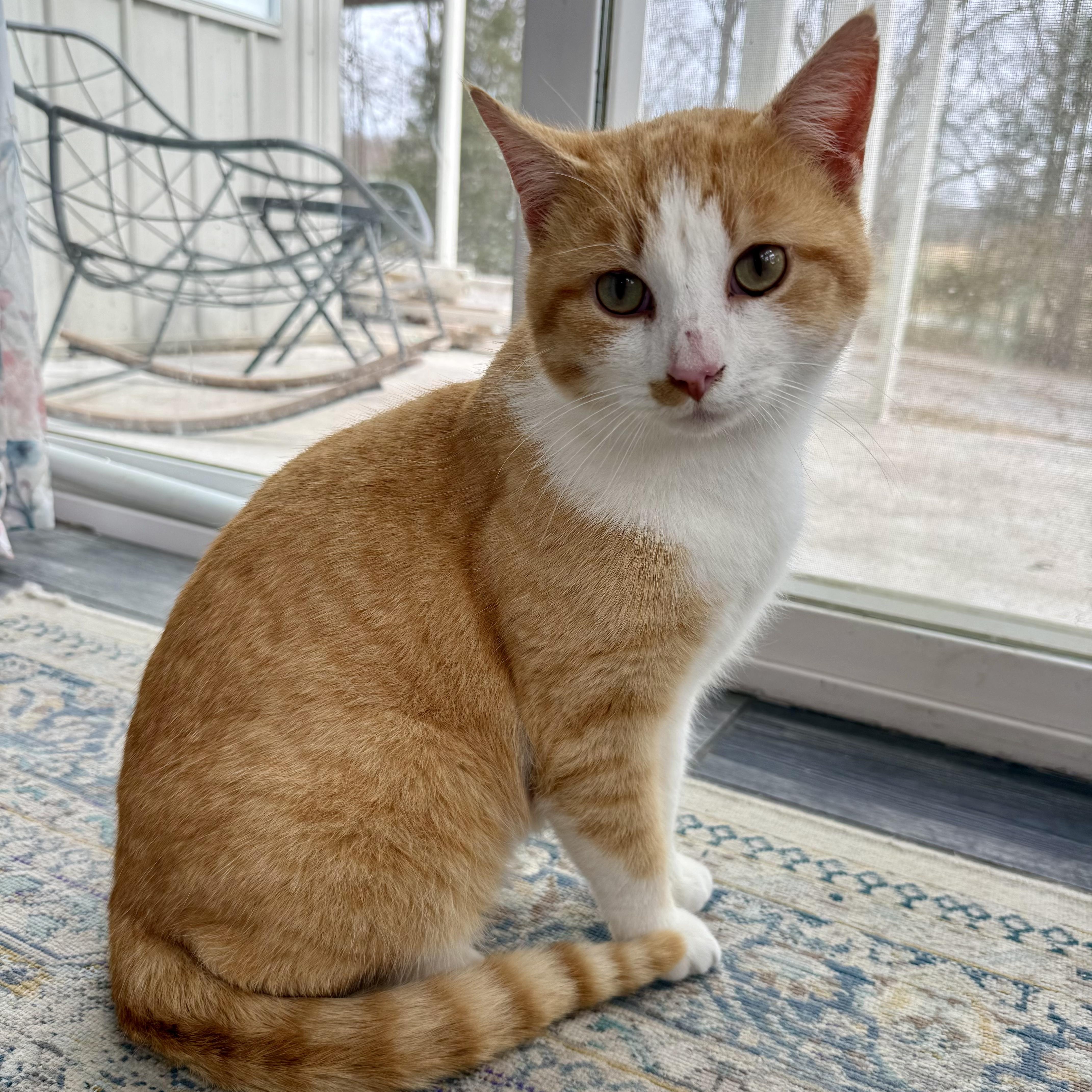 Enlarge Mango, a ADOPTABLE Domestic Short Hair in Murphysboro, IL image 6/6