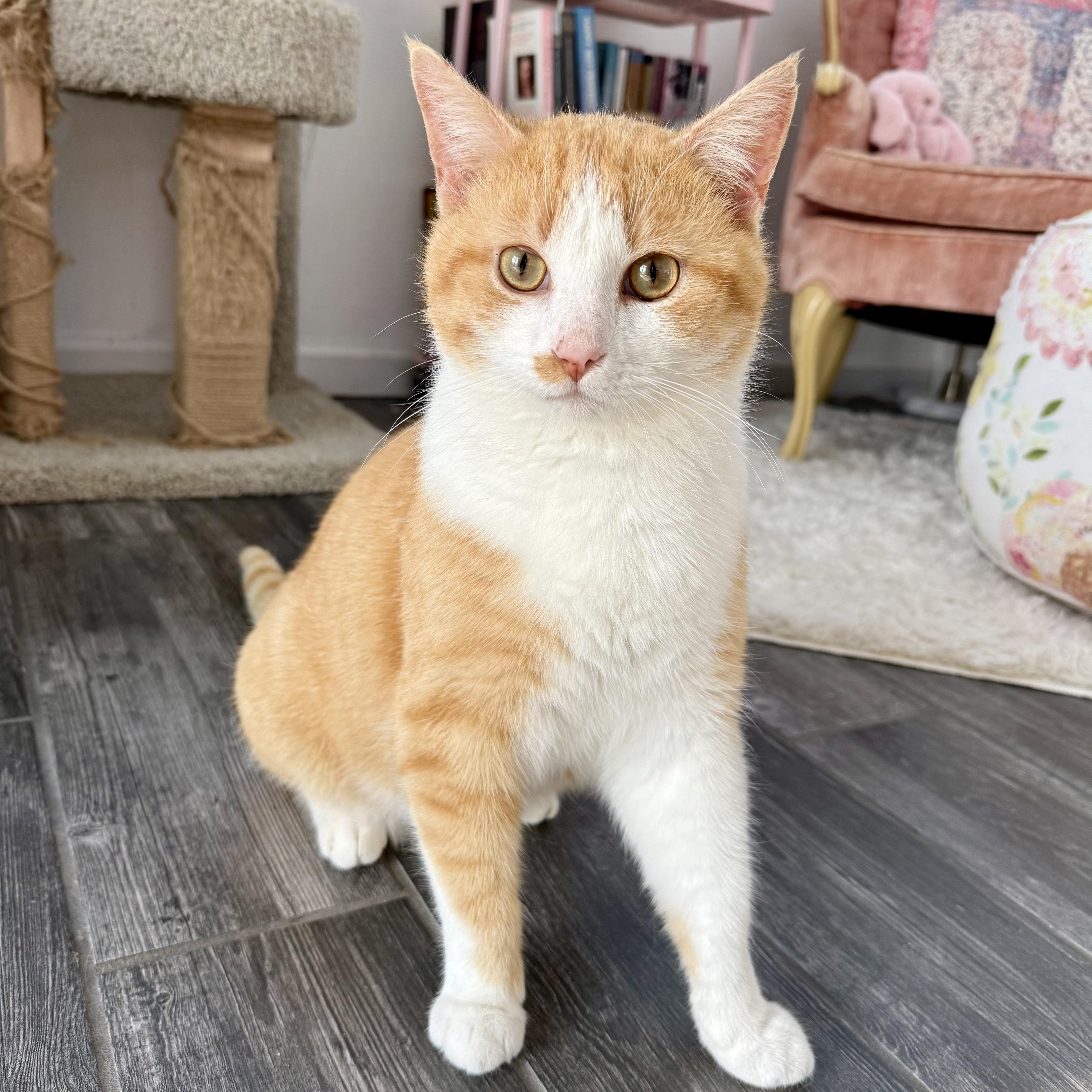 Enlarge Mango, a ADOPTABLE Domestic Short Hair in Murphysboro, IL image 1/6