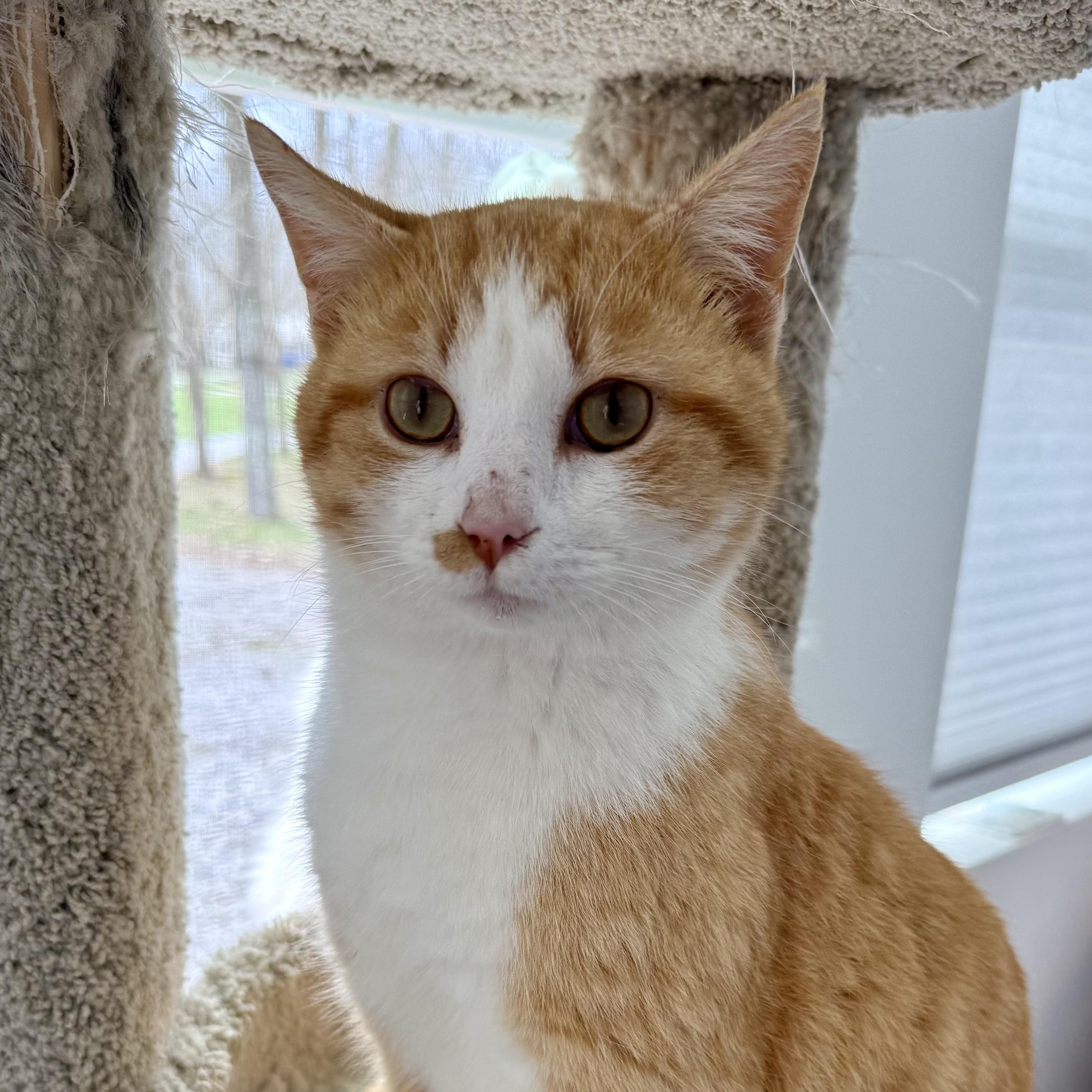 Enlarge Mango, a ADOPTABLE Domestic Short Hair in Murphysboro, IL image 2/6