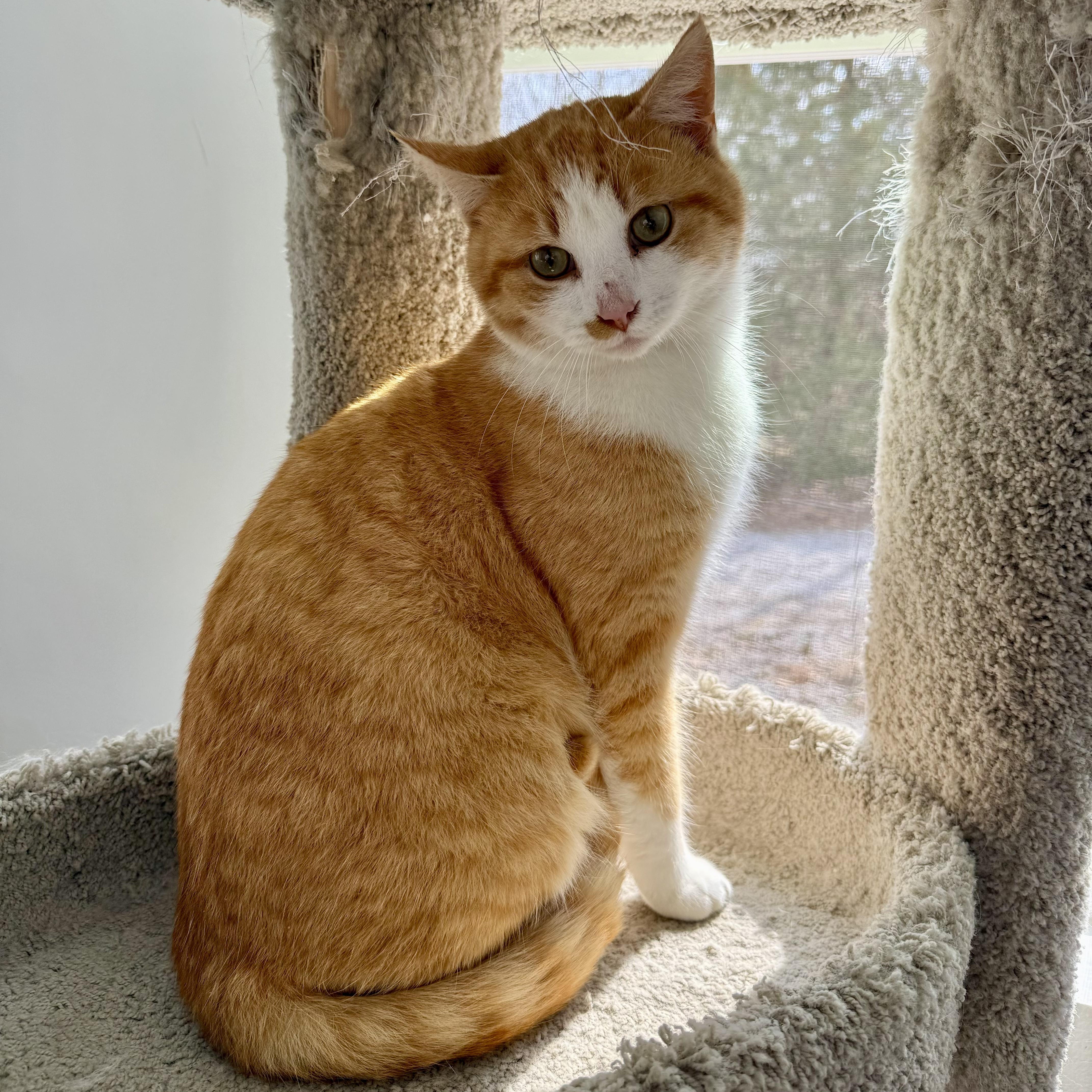 Enlarge Mango, a ADOPTABLE Domestic Short Hair in Murphysboro, IL image 5/6