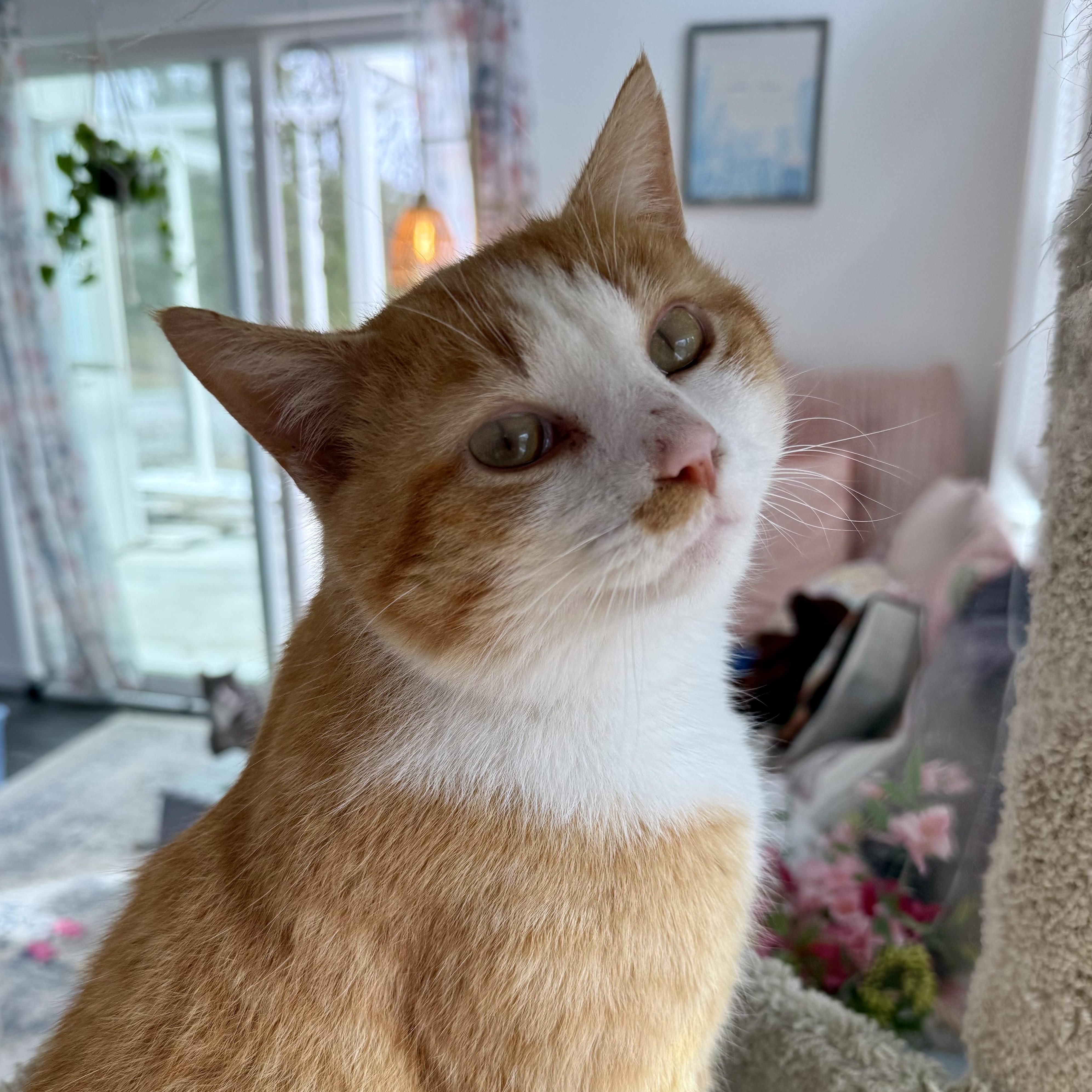 Enlarge Mango, a ADOPTABLE Domestic Short Hair in Murphysboro, IL image 4/6