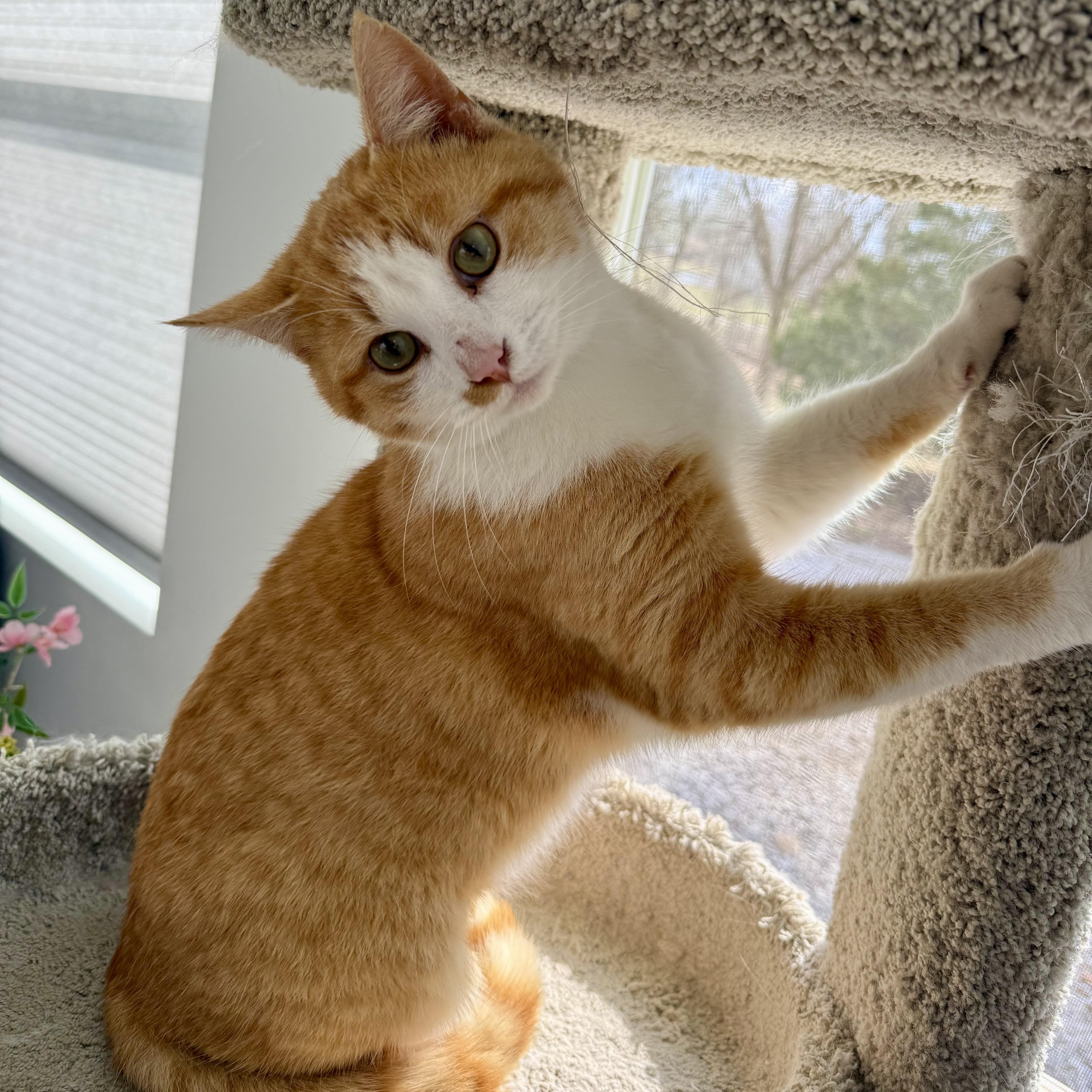 Enlarge Mango, a ADOPTABLE Domestic Short Hair in Murphysboro, IL image 3/6