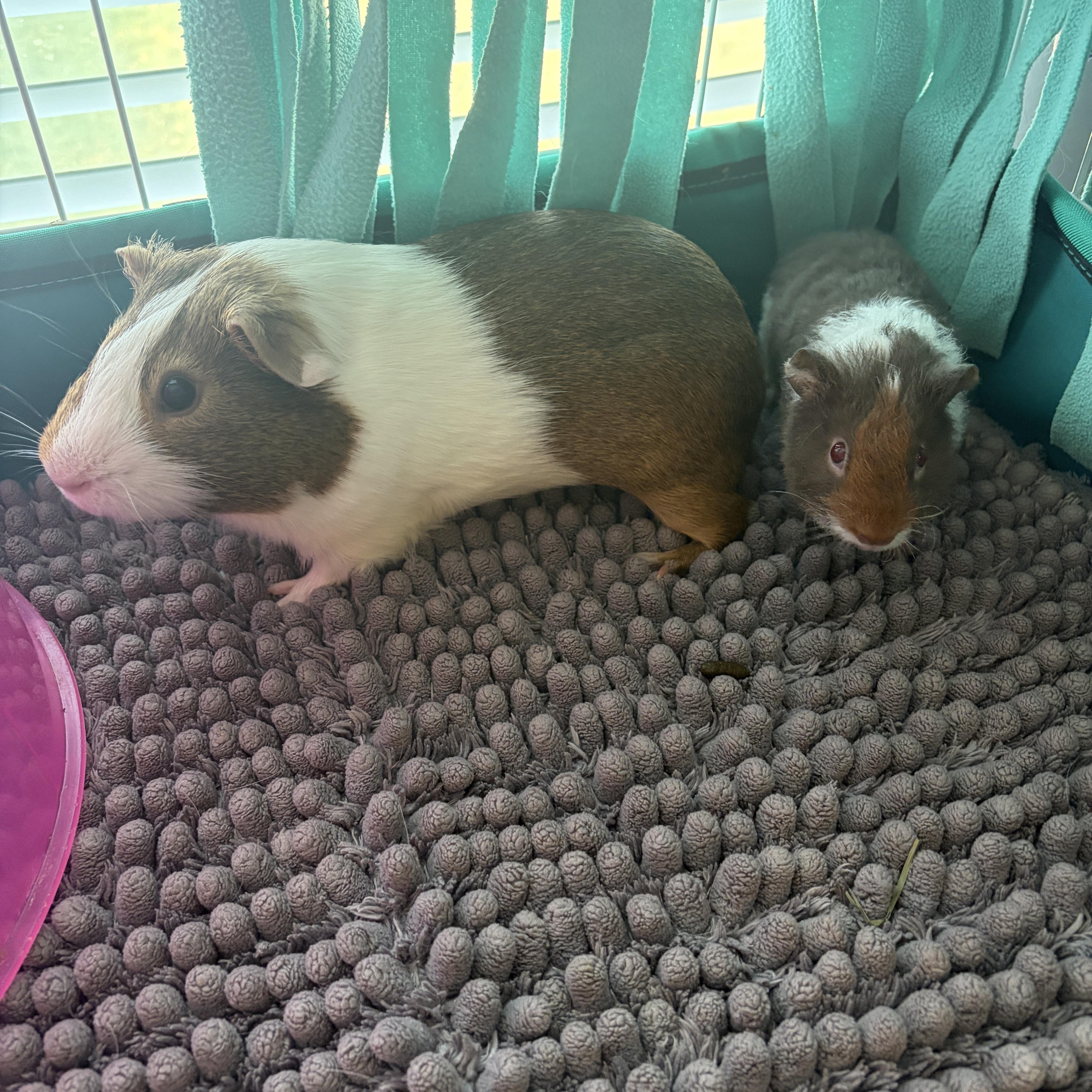 Enlarge Peanut & Frankie, a Adoptable Guinea Pig in Austin, TX image 1/6