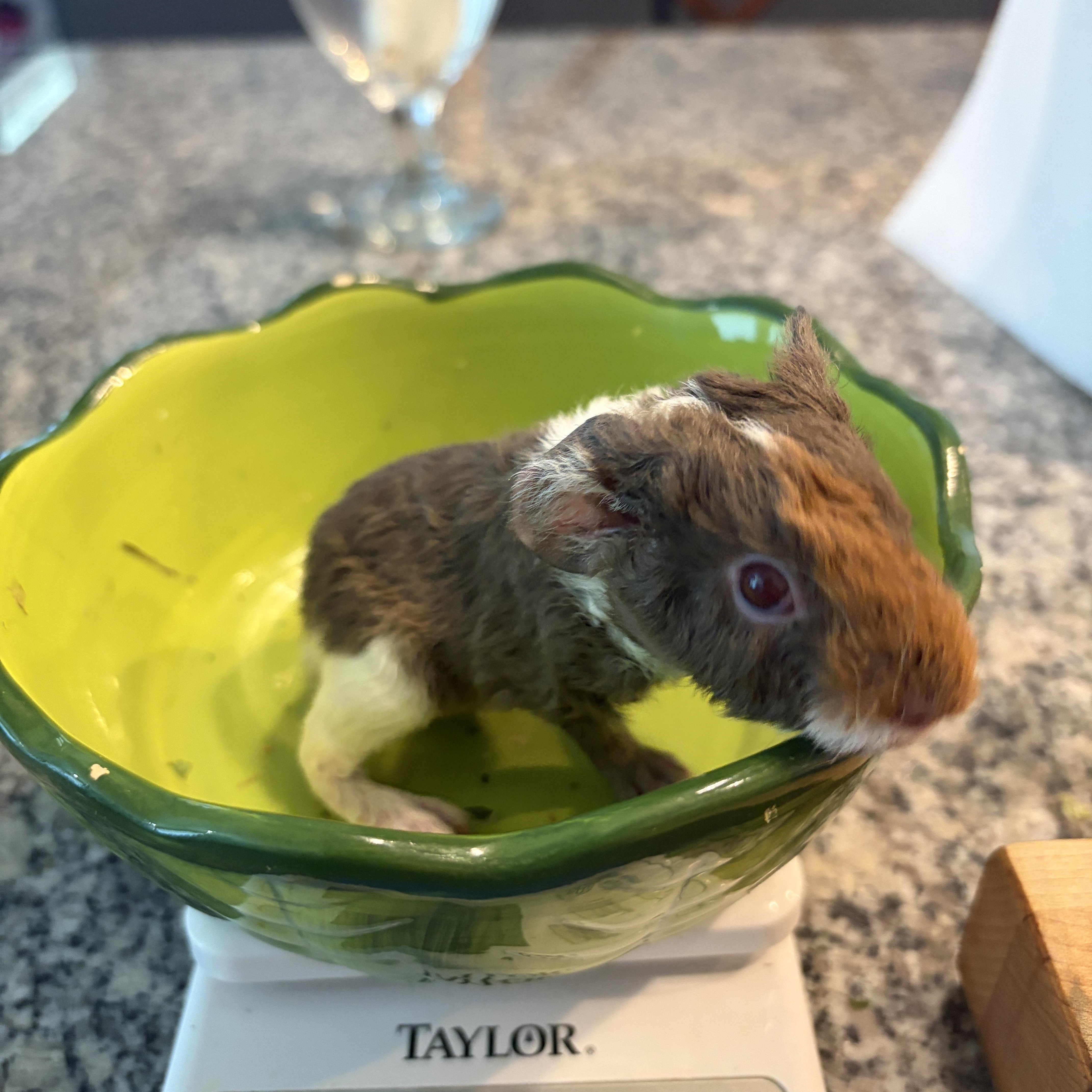 Enlarge Peanut & Frankie, a Adoptable Guinea Pig in Austin, TX image 6/6