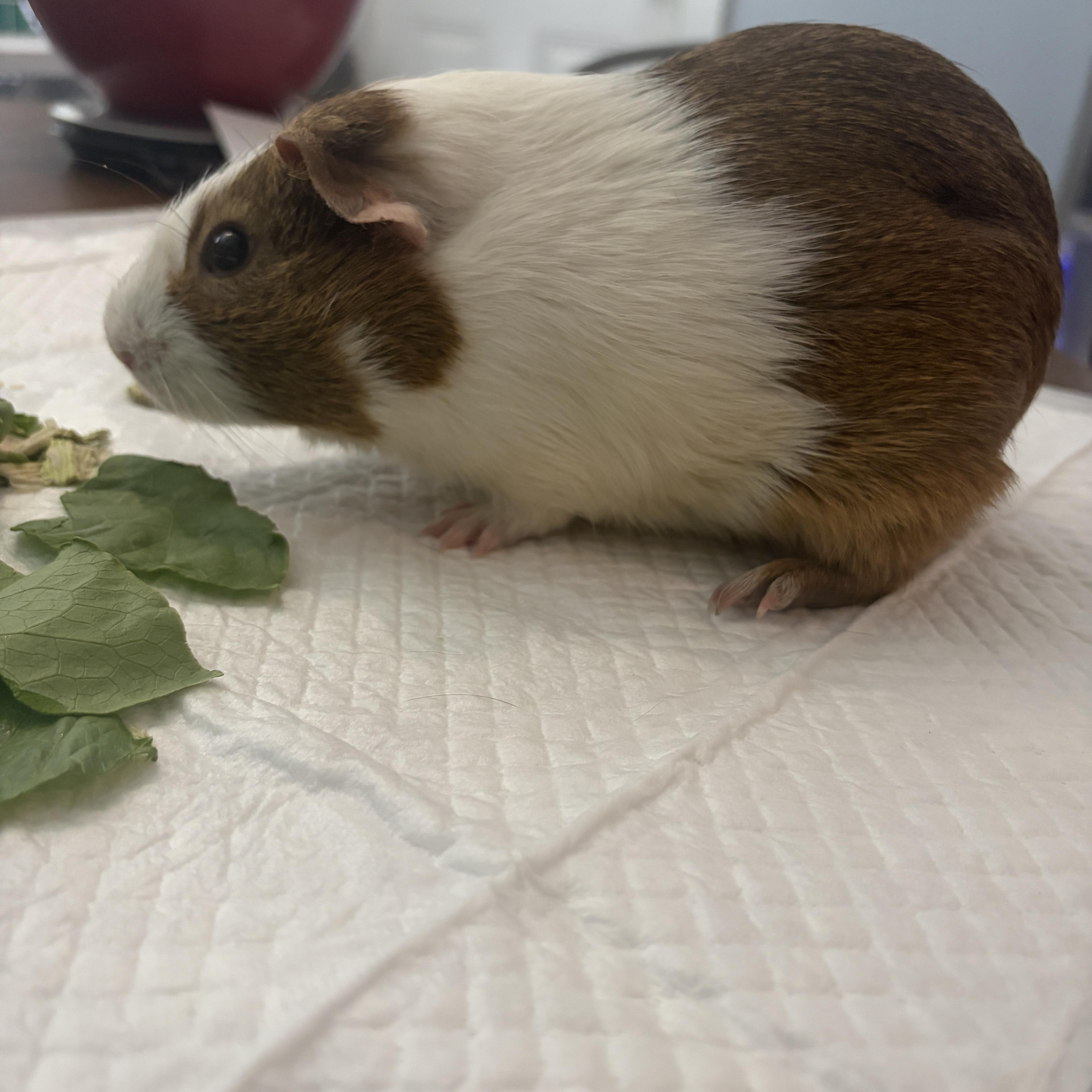 Enlarge Peanut & Frankie, a Adoptable Guinea Pig in Austin, TX image 5/6
