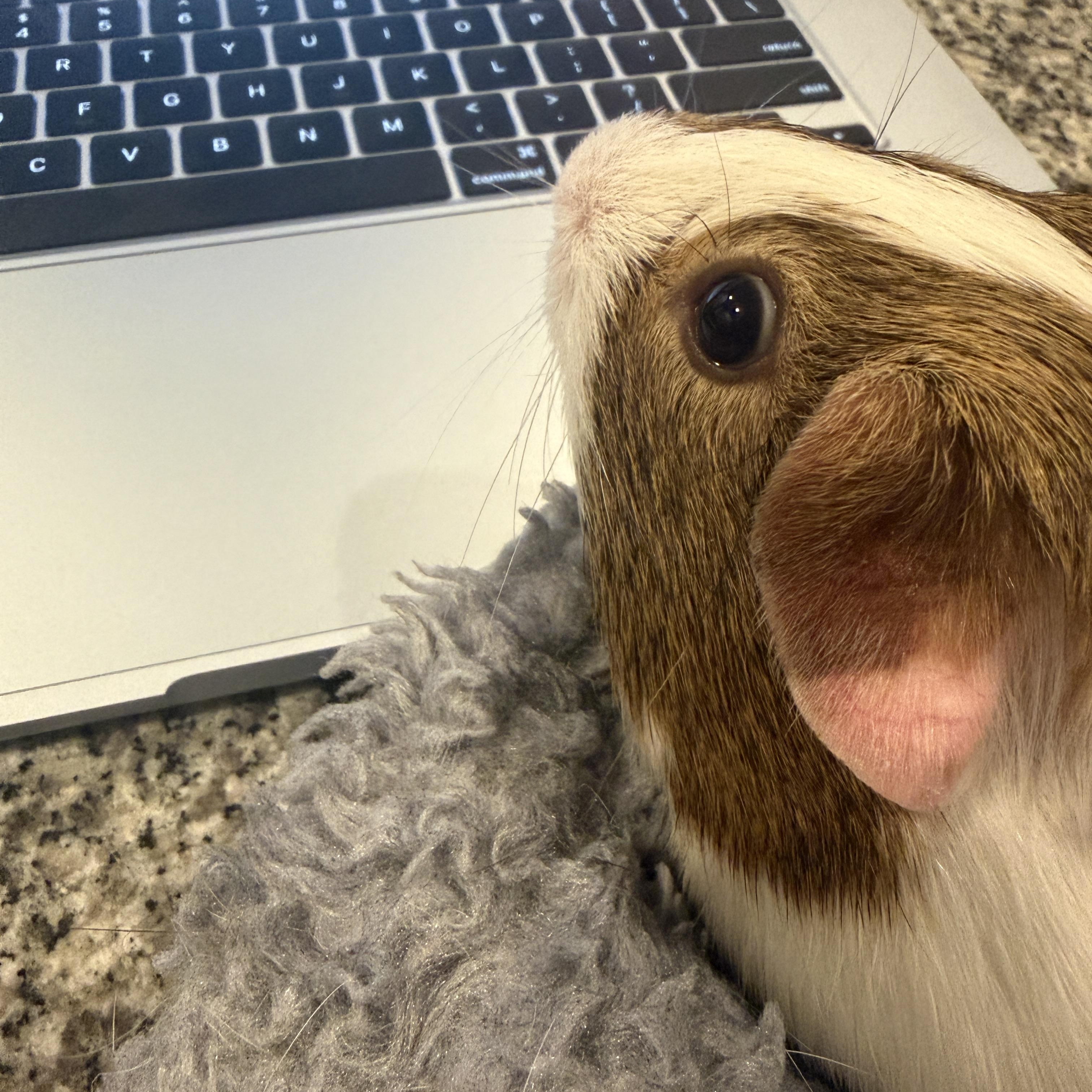 Enlarge Peanut & Frankie, a Adoptable Guinea Pig in Austin, TX image 4/6