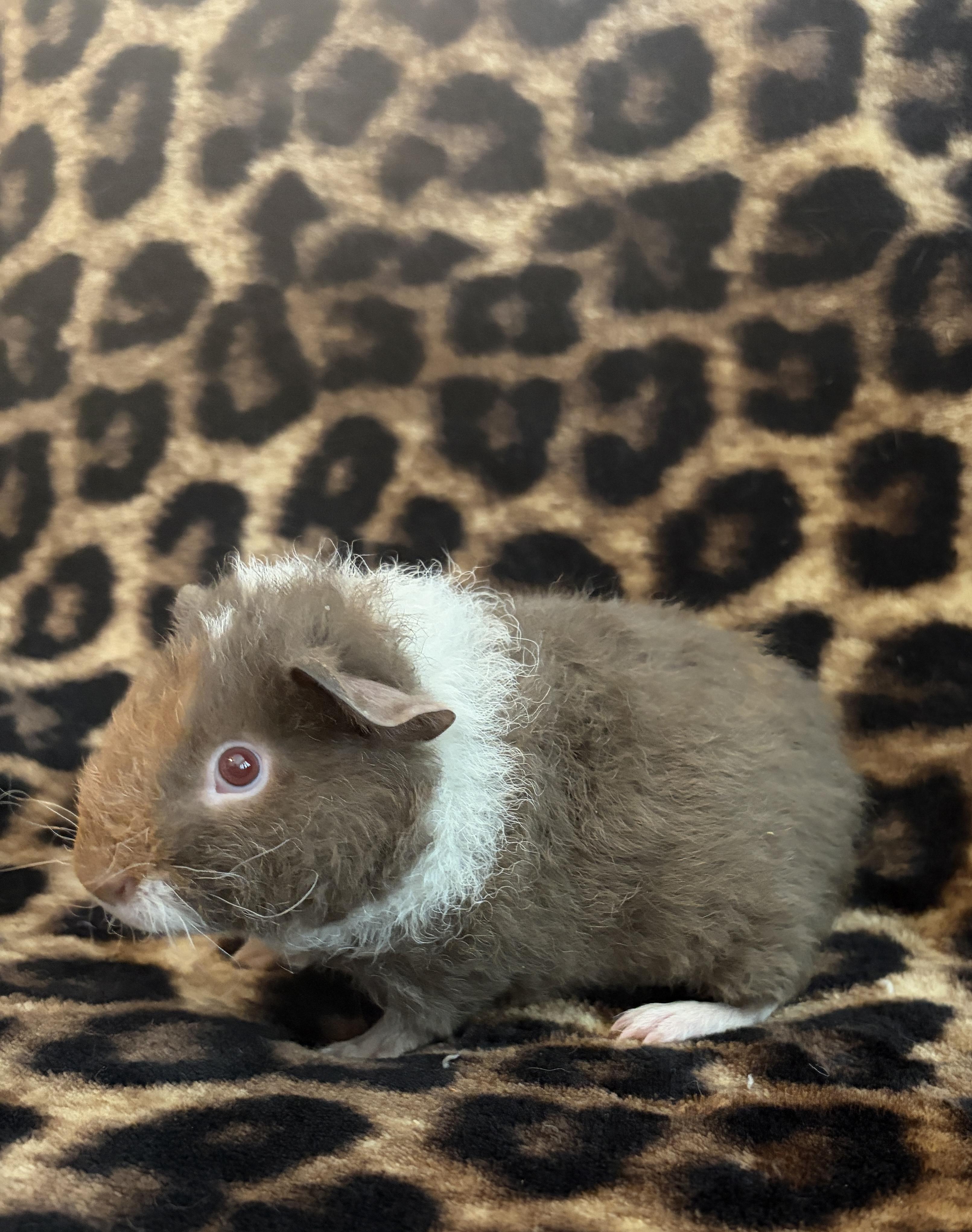 Enlarge Peanut & Frankie, a Adoptable Guinea Pig in Austin, TX image 3/6