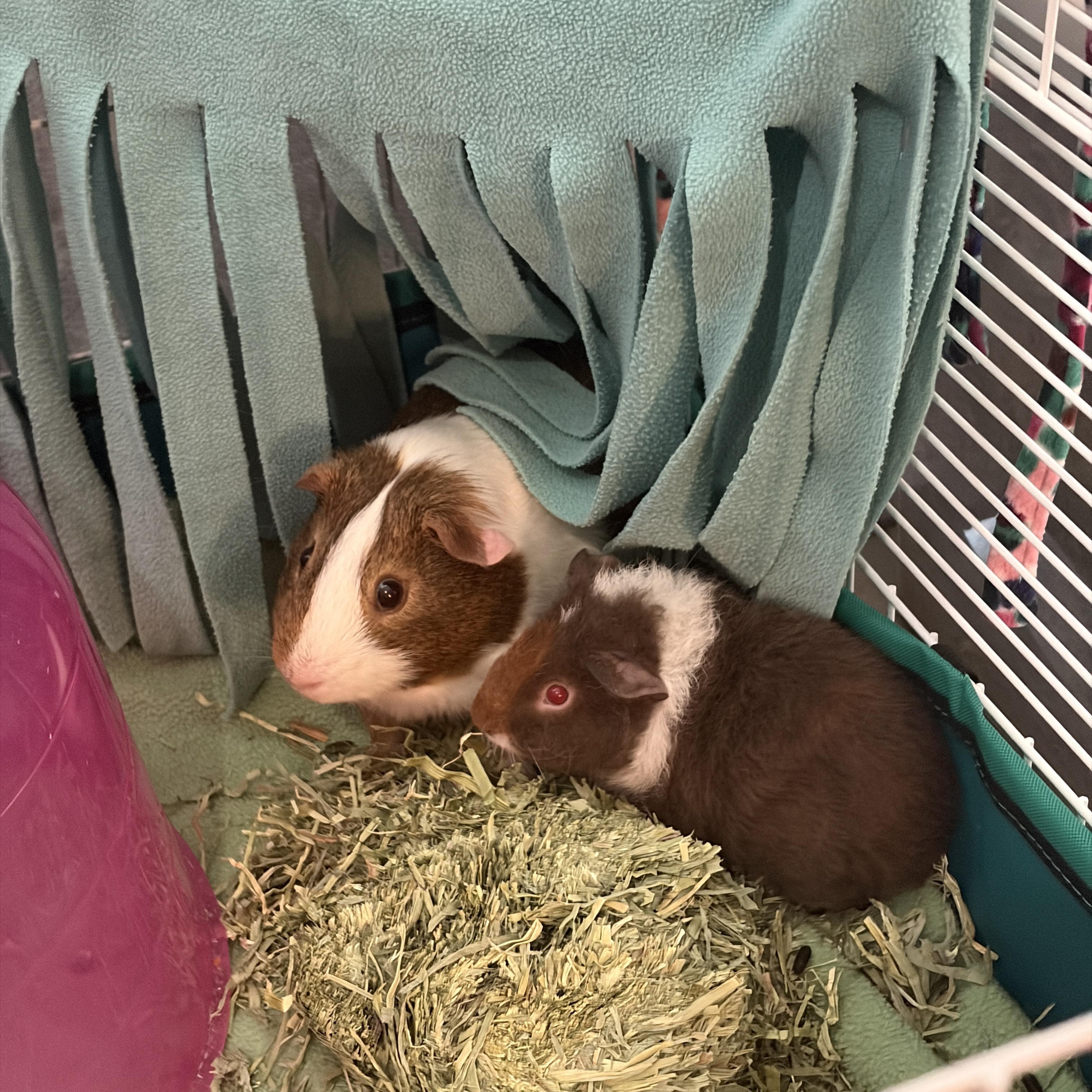 Enlarge Peanut & Frankie, a Adoptable Guinea Pig in Austin, TX image 2/6