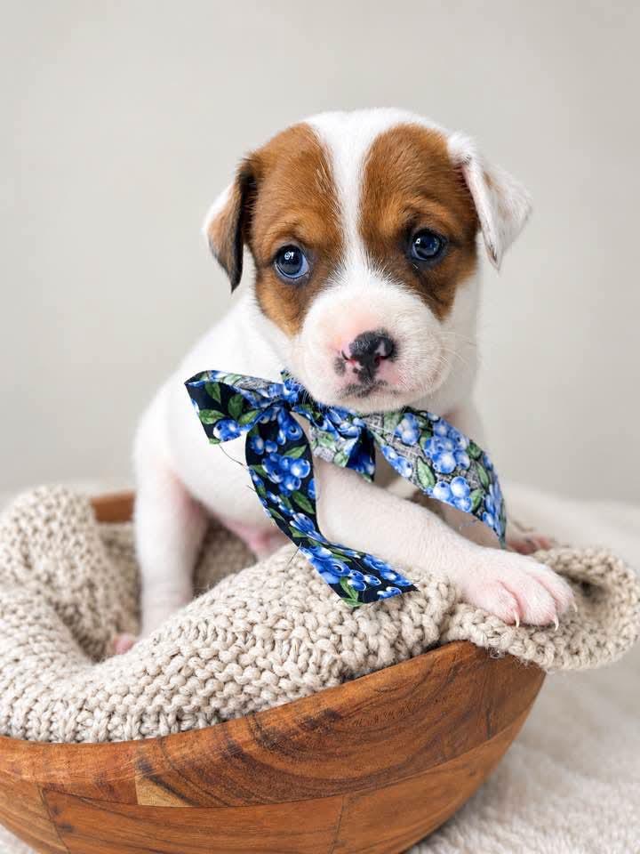 Enlarge Buford, a Adoptable mixed breed in Jacksonville, FL image 4/6