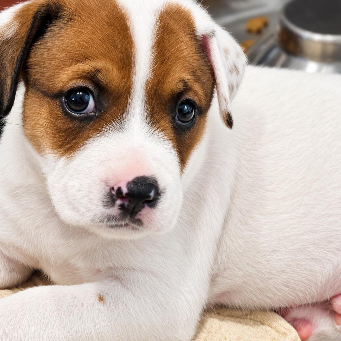 Enlarge Buford, a Adoptable mixed breed in Jacksonville, FL image 2/6