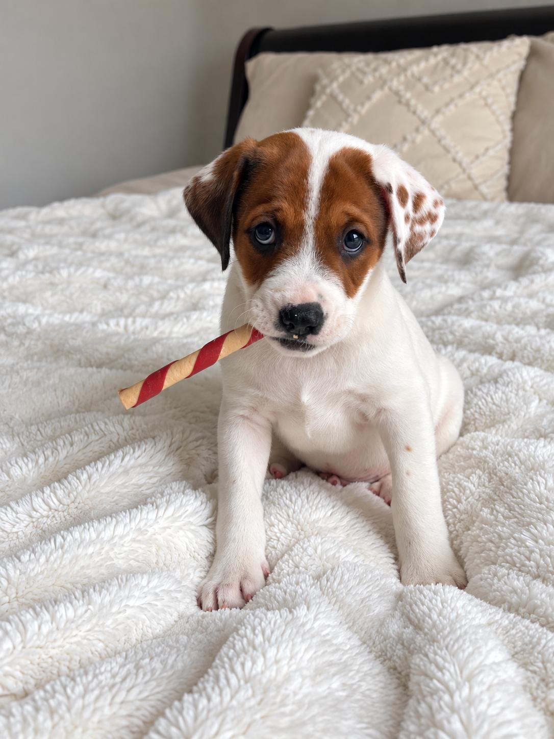Enlarge Buford, a Adoptable mixed breed in Jacksonville, FL image 1/6