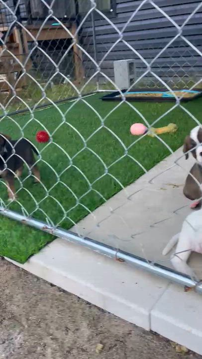 Enlarge Buford, a Adoptable mixed breed in Jacksonville, FL video 6/6