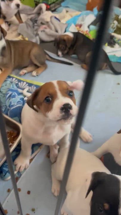 Enlarge Buford, a Adoptable mixed breed in Jacksonville, FL video 3/6
