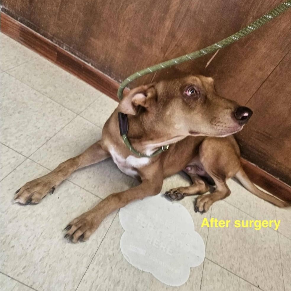 Enlarge Rusty, a Adoptable mixed breed in Paramus, NJ image 6/6