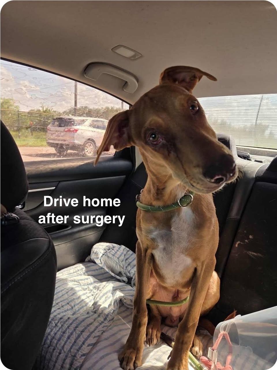 Enlarge Rusty, a Adoptable mixed breed in Paramus, NJ image 5/6