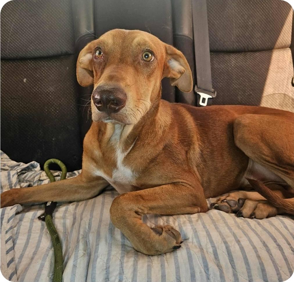 Rusty, Adoptable, Young Male Vizsla.