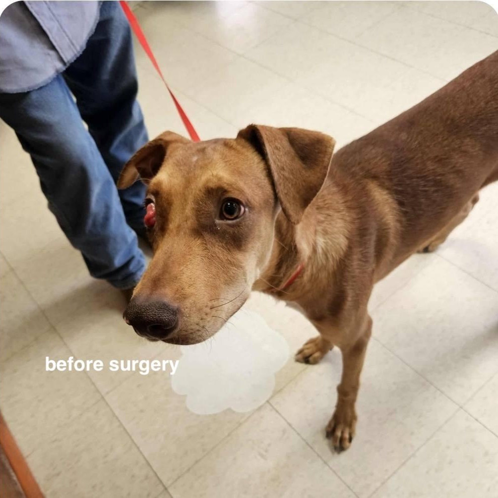 Enlarge Rusty, a Adoptable mixed breed in Paramus, NJ image 4/6