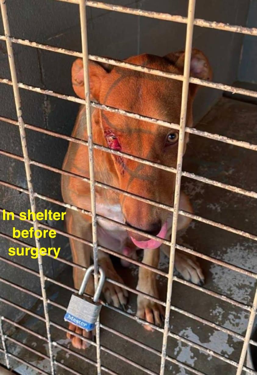 Enlarge Rusty, a Adoptable mixed breed in Paramus, NJ image 3/6