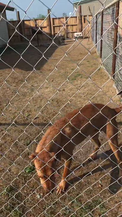 Enlarge Rusty, a Adoptable mixed breed in Paramus, NJ video 3/6