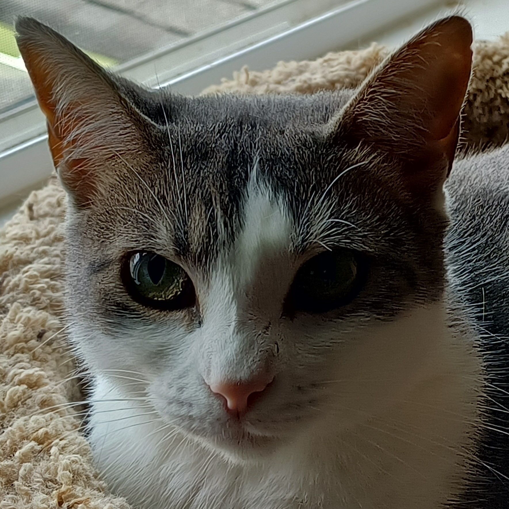 Sweet Pea, Young Female unknown