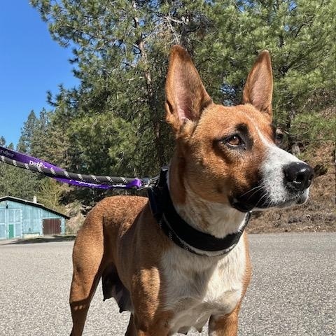 Sky, a Adopted mixed breed in Libby, MT image 5/5