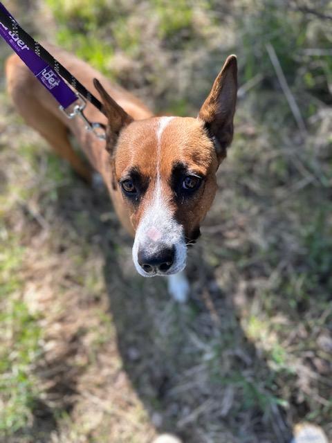 Sky, a Adopted mixed breed in Libby, MT image 1/5
