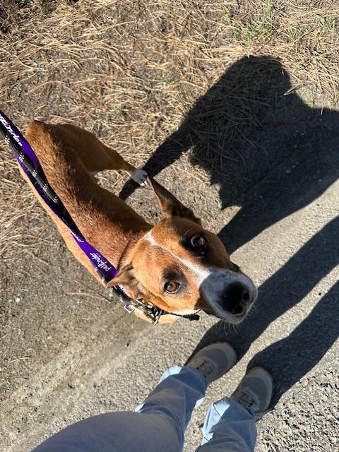 Sky, a Adopted mixed breed in Libby, MT image 4/5