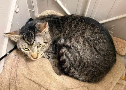 Tiger, Adoptable, Adult Male Domestic Short Hair & Domestic Short Hair.