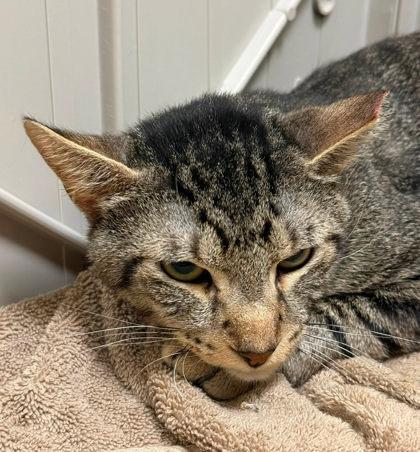 Enlarge Tiger, a Adoptable mixed breed in Fairfax, VA image 2/3
