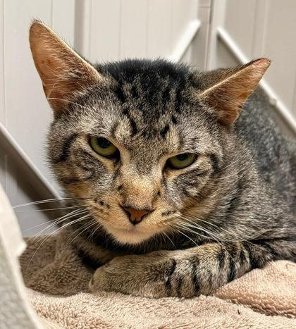 Enlarge Tiger, a Adoptable mixed breed in Fairfax, VA image 3/3