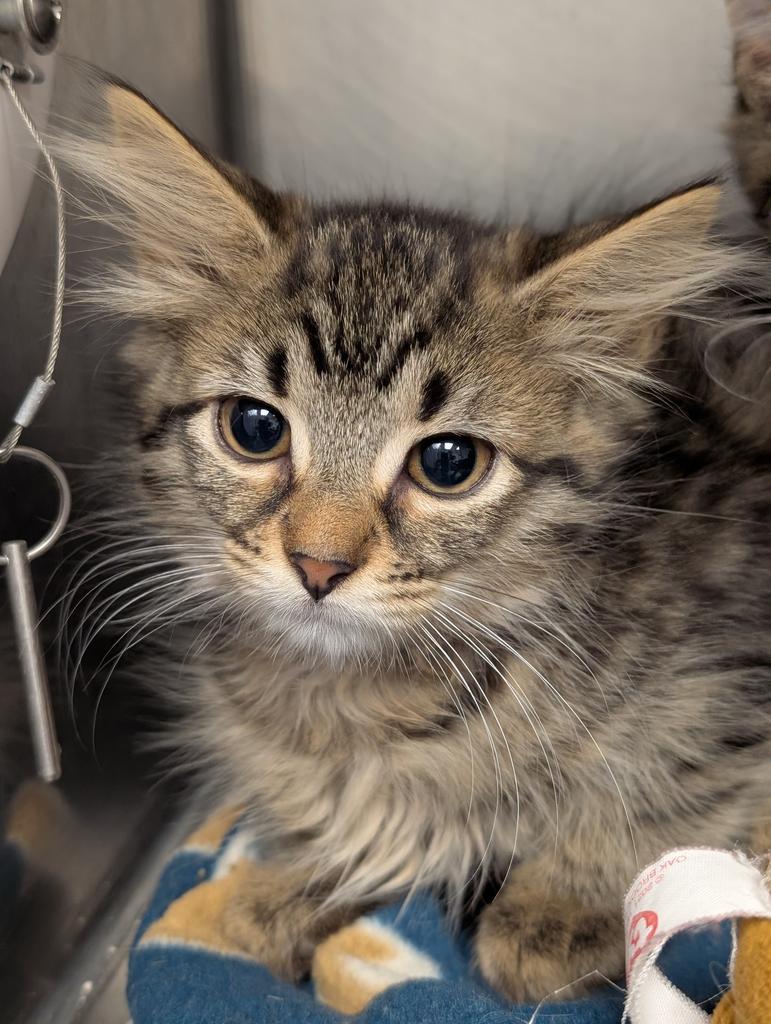 Snickerdoodle, Adoptable, Kitten Female Domestic Long Hair.