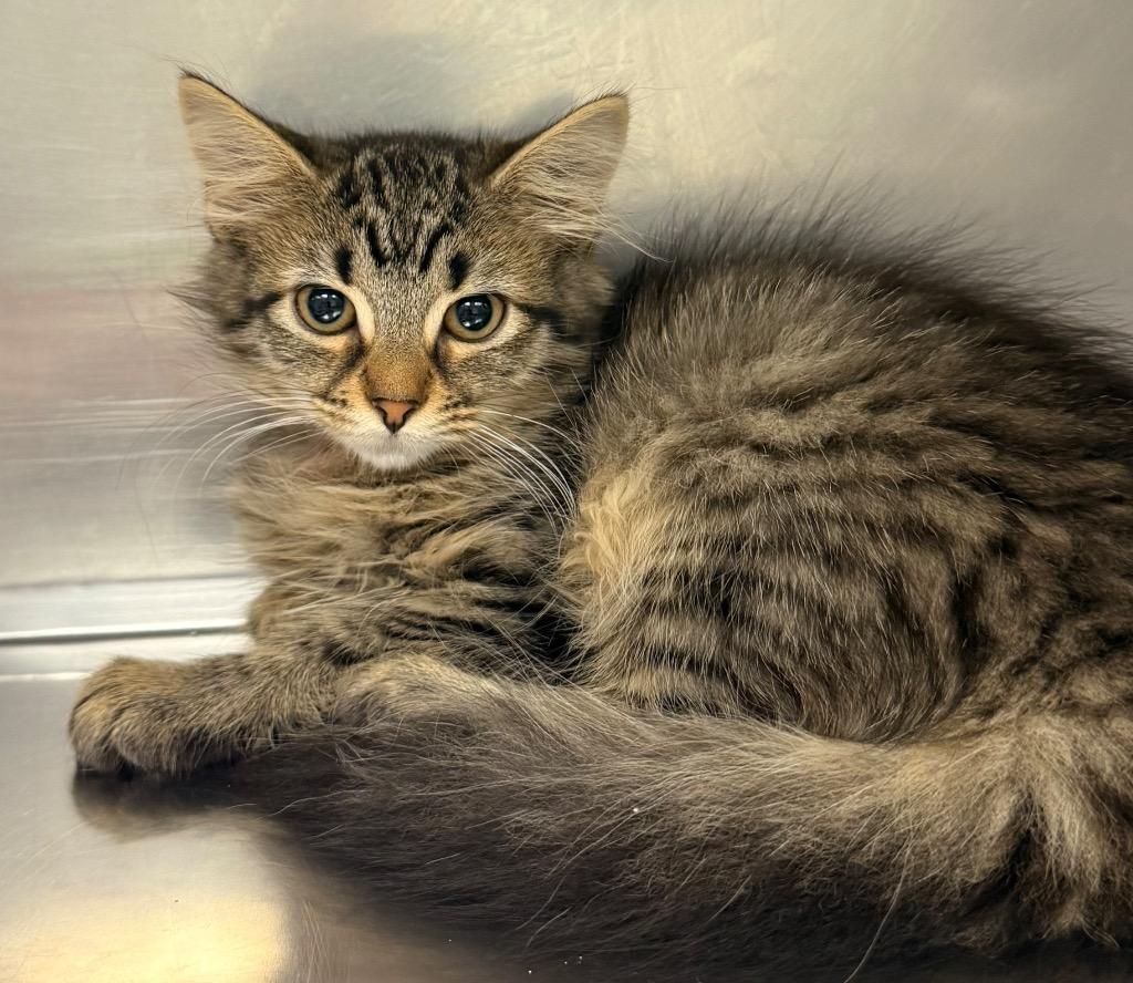 Enlarge Snickerdoodle, a Adoptable mixed breed in Defiance, OH image 2/6