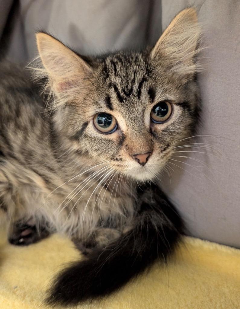 Enlarge Snickerdoodle, a Adoptable mixed breed in Defiance, OH image 3/6