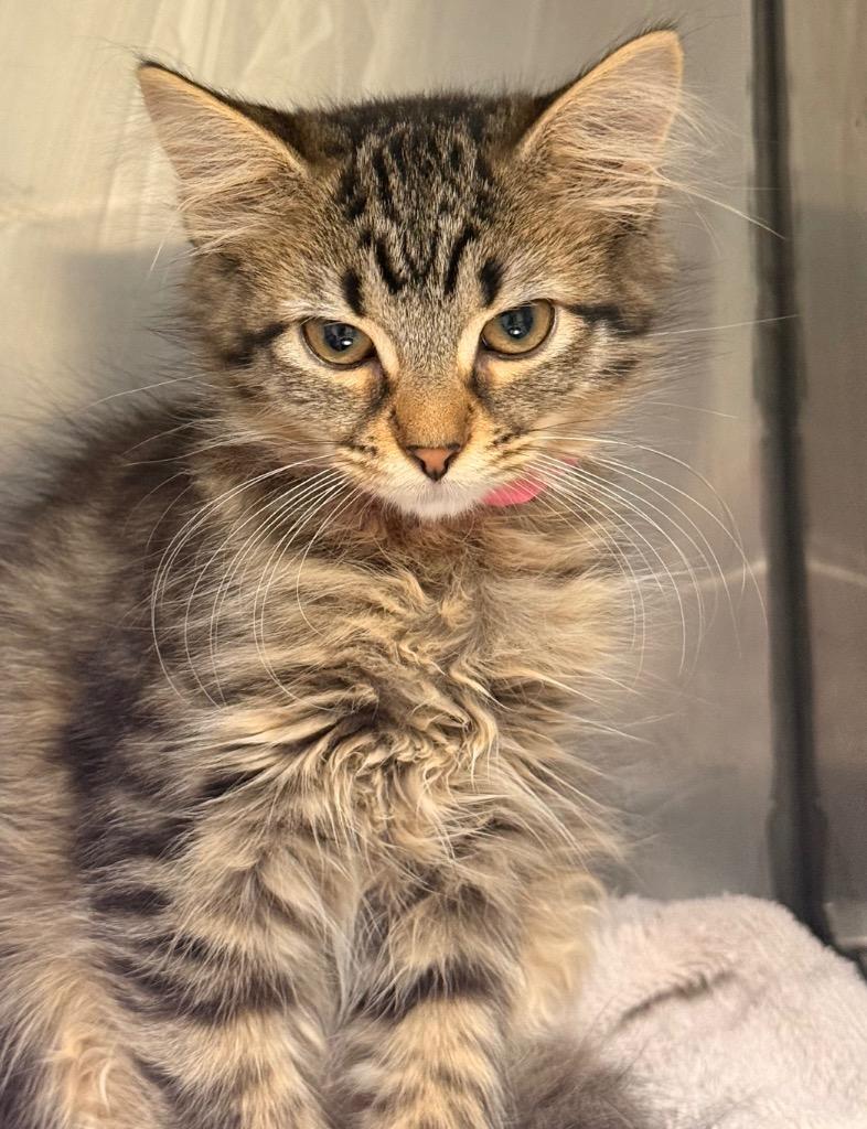 Enlarge Snickerdoodle, a Adoptable mixed breed in Defiance, OH image 4/6