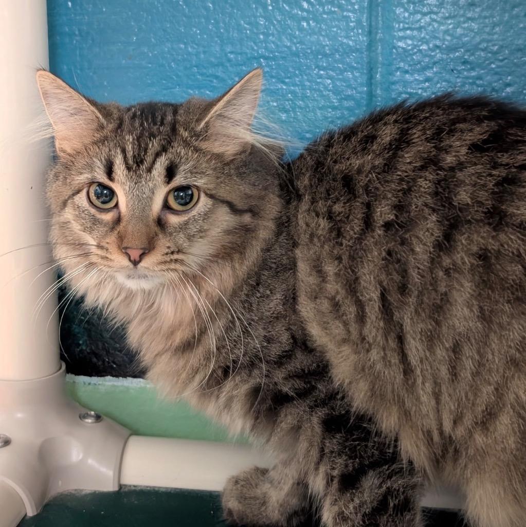 Enlarge Snickerdoodle, a Adoptable mixed breed in Defiance, OH image 5/6