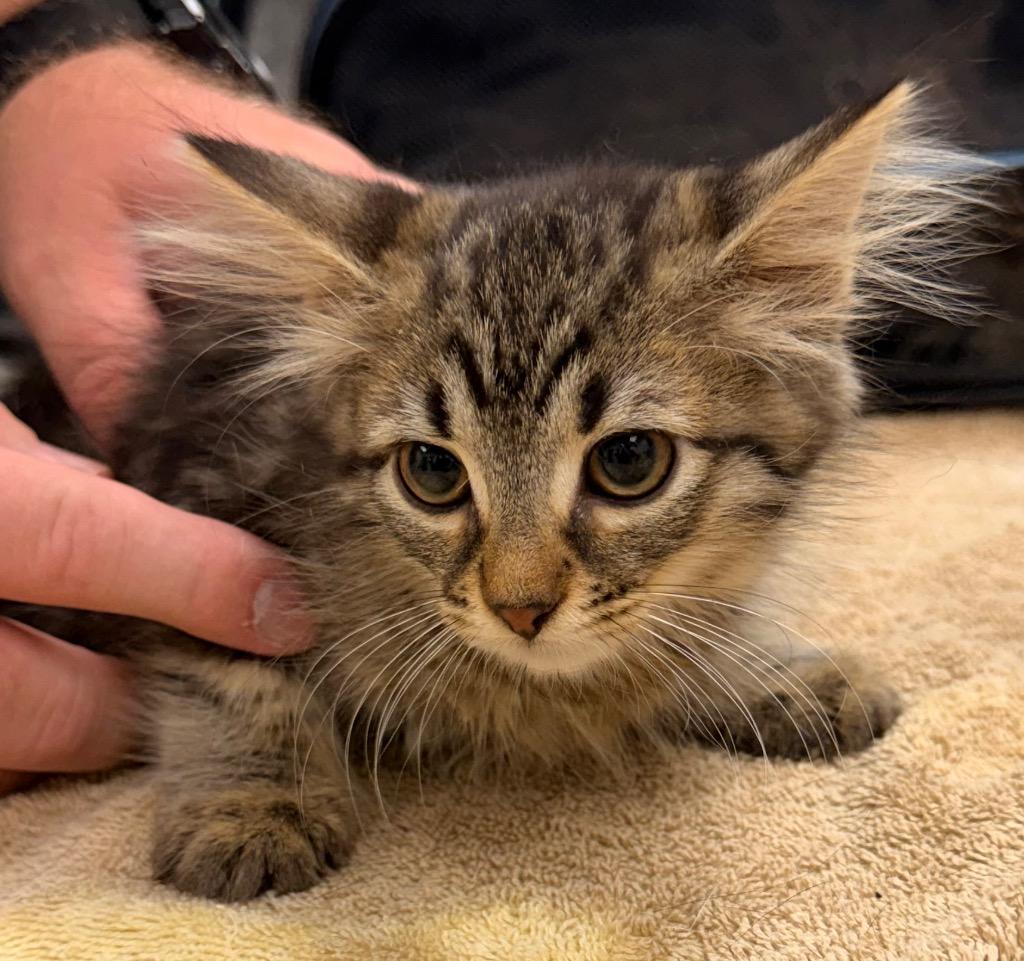 Enlarge Snickerdoodle, a Adoptable mixed breed in Defiance, OH image 6/6