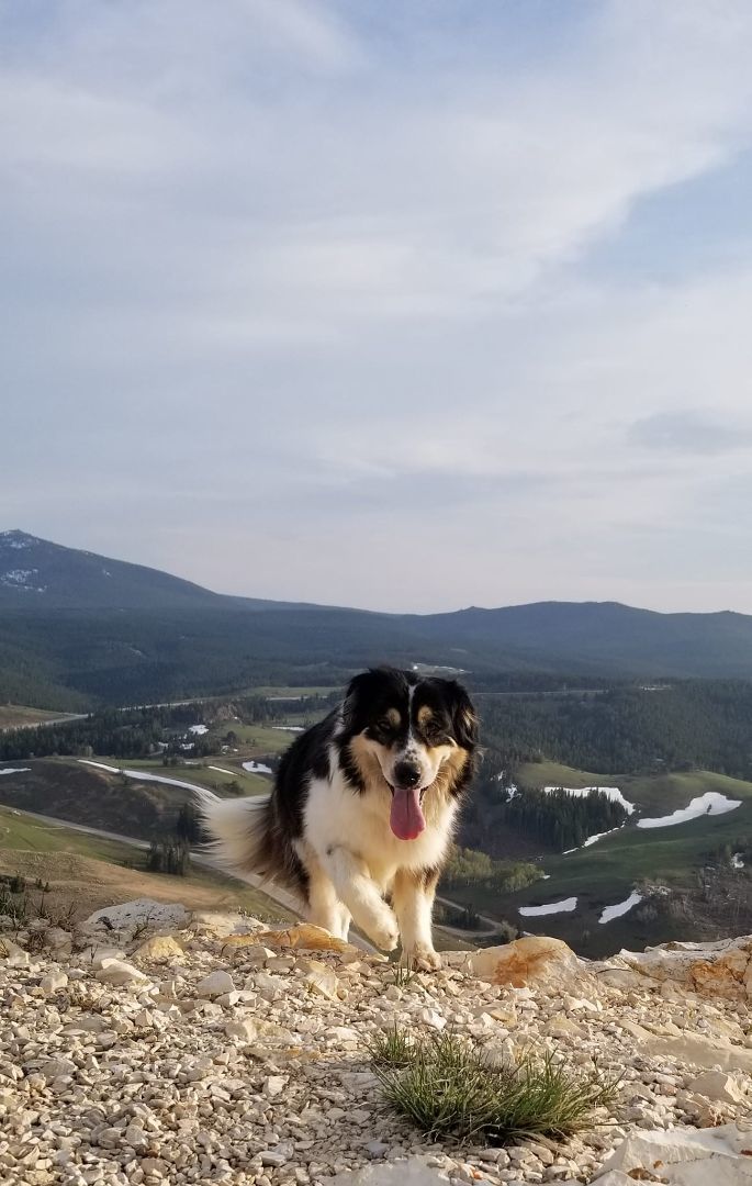 Princess, Adoptable, Adult Female Australian Shepherd & Great Pyrenees.