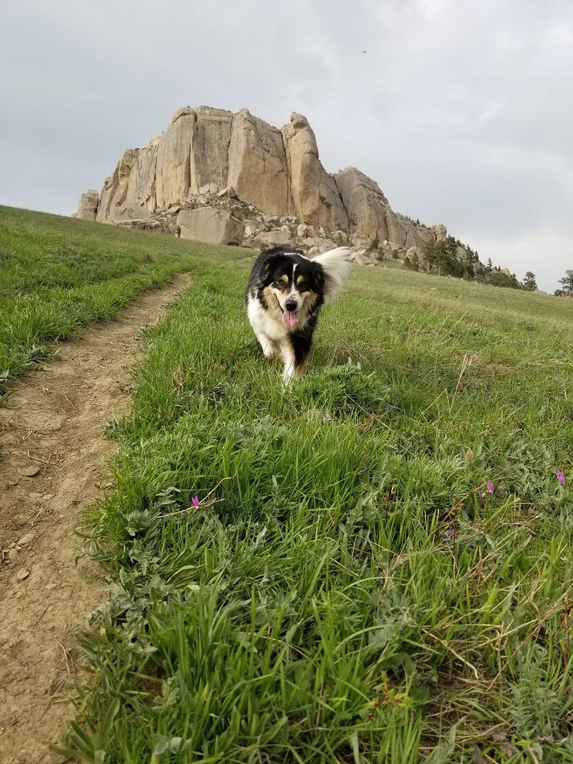 Princess, a Adoptable mixed breed in Sheridan, WY image 4/12