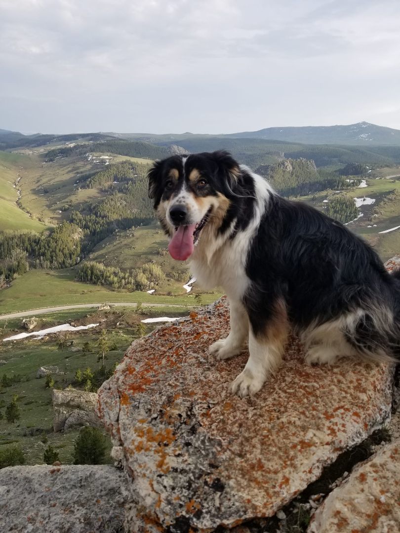 Princess, a Adoptable mixed breed in Sheridan, WY image 5/12
