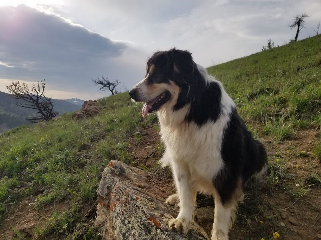 Princess, a Adoptable mixed breed in Sheridan, WY image 6/12