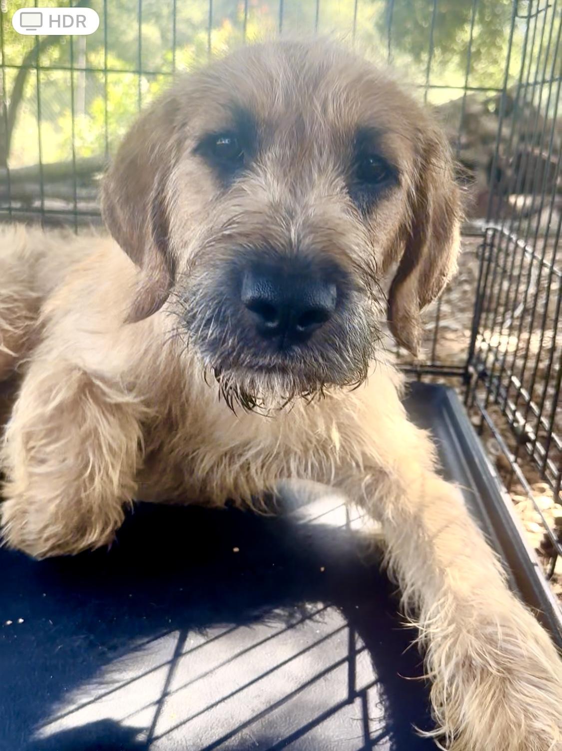 Buck, Baby Male Irish Terrier