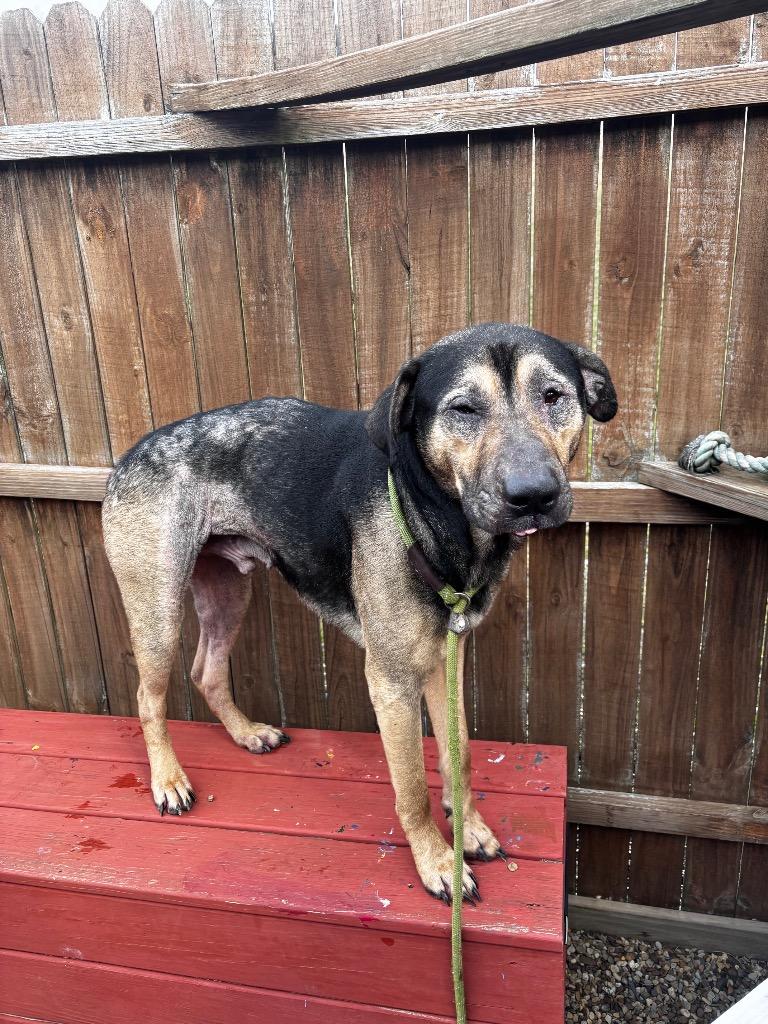Duke, Adoptable, Adult Male German Shepherd Dog & Rottweiler.