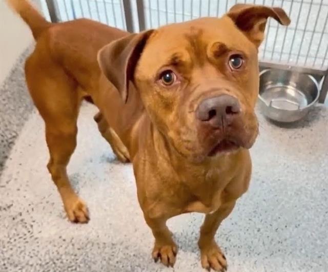 CLIFFORD, Adoptable, Young Male Dogue de Bordeaux & Mixed Breed.