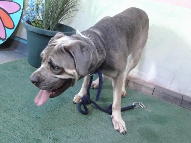 ESTELA, Adoptable, Adult Female Mastiff.
