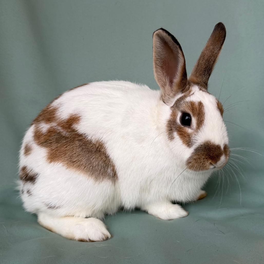 Elsa, adopted, Young Female English Spot.