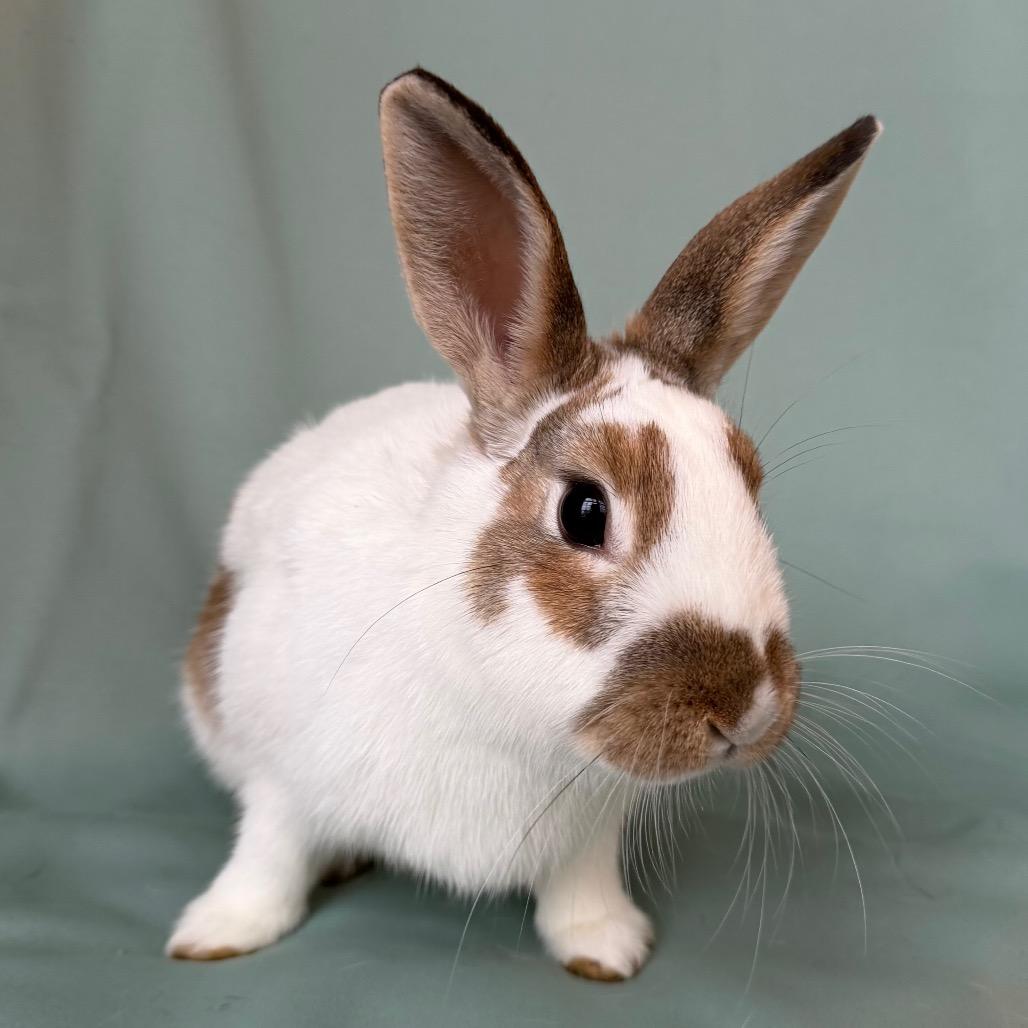 Elsa, an adopted English Spot in Columbia, MD image 2/2