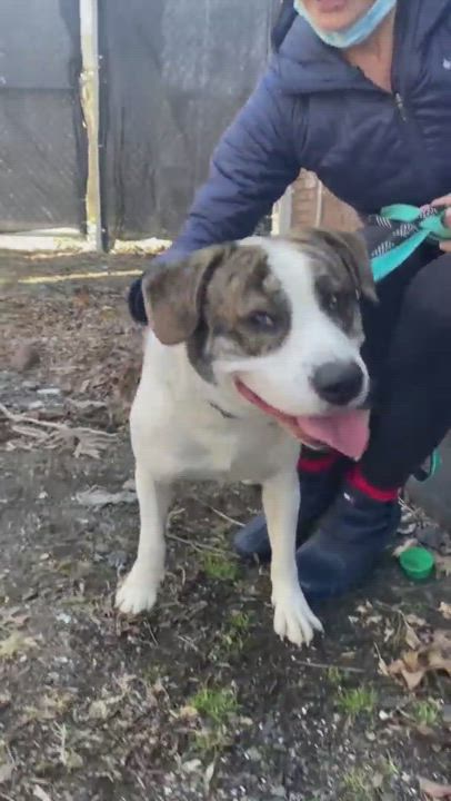 Enlarge Reggie , a Adopted mixed breed in East Orange, NJ video 6/11