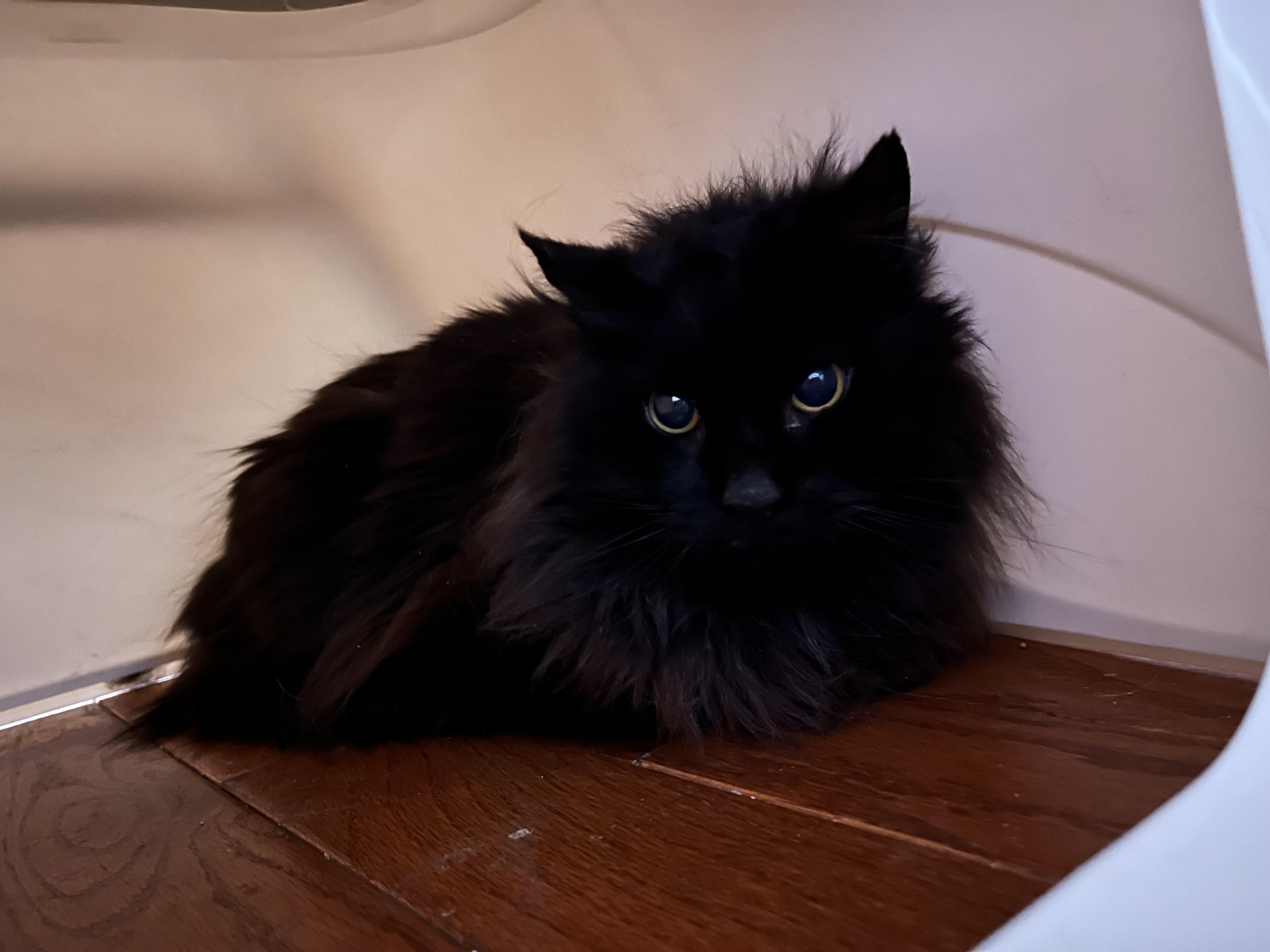 Miss Kitty-Gentle Soul in Progress, an adoptable Domestic Long Hair in Laurel, MD image 3/4